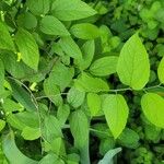 Celtis tenuifolia Feuille