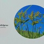 Cyperus esculentus Arall