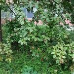 Cotoneaster bullatus 整株植物