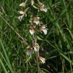 Epipactis palustris Flor