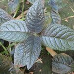 Chrysothemis pulchella Leaf