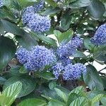 Ceanothus arboreus Flor