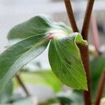 Helleborus orientalis Blatt