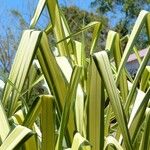 Pandanus tectorius Folha