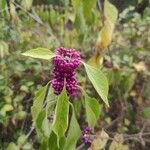 Callicarpa americanaПлід