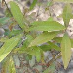 Quercus laurifolia Blad