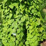 Dioscorea villosa Blatt