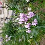 Physostegia virginiana Blüte