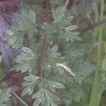 Peucedanum alsaticum Leaf