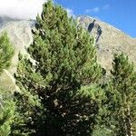 Pinus cembra عادت داشتن