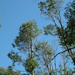 Nothofagus pumilio Habitat