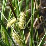 Carex rostrata Blomma