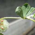 Trifolium globosum Frunză