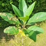 Chionanthus virginicus Leaf