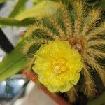 Parodia magnifica Кветка