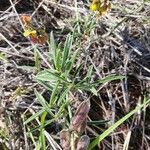 Crotalaria brevidens Hoja