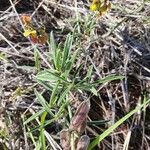 Crotalaria brevidens Φύλλο