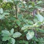 Sorbus mougeotii Hoja