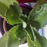 Kalanchoe ceratophylla Ліст