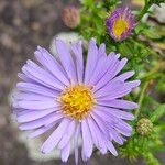 Symphyotrichum novi-belgii Bloem