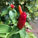 Costus woodsonii फूल