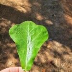 Quercus marilandica Habit