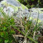 Carex rupestris عادت داشتن