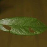 Theobroma subincanum Leaf