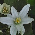 Ornithogalum baeticum