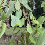 Betula cordifolia পাতা