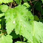 Physocarpus capitatus Leaf