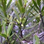 Podocarpus longifoliolatus Frukt