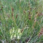 Pinguicula vulgaris Blad