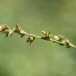 Carex divulsa Žiedas