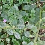 Clinopodium acinos Foglia