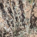 Artemisia cana Leaf