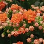 Kalanchoe blossfeldianaFlower