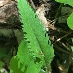 Senecio ampullaceus Leaf