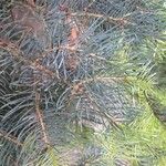 Abies concolor Leaf