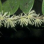 Lacistema grandifolium Цвят