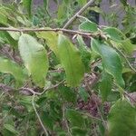 Camellia sinensis Leaf