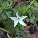 Nicotiana longiflora Blüte