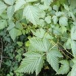 Rubus spectabilis برگ