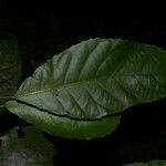 Cleidion castaneifolium Leaf