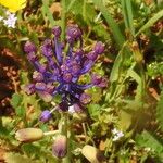 Muscari matritense Flower