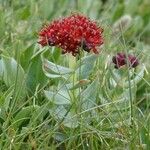 Rhodiola integrifolia Fruit