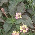 Lantana camaraKvět