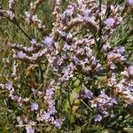 Limonium vulgare Flower