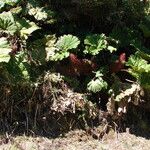 Gunnera insignis Habit