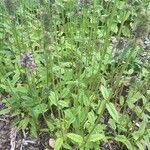 Stachys officinalis Характер